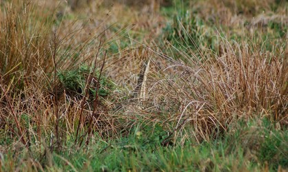 Find the Bittern.